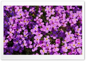 A Lot Of Purple Flowers Ultra HD Wallpaper for 4K UHD Widescreen desktop, tablet & smartphone