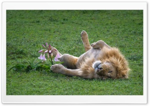 A Male Lion Sleeping on its Back Ultra HD Wallpaper for 4K UHD Widescreen desktop, tablet & smartphone