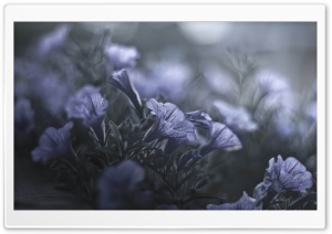 A Midsummer Nights Flowers Ultra HD Wallpaper for 4K UHD Widescreen desktop, tablet & smartphone