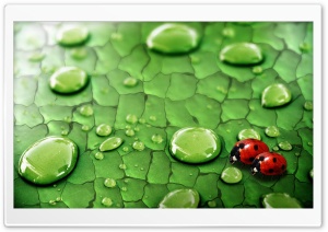 A Pair of Ladybird Ultra HD Wallpaper for 4K UHD Widescreen desktop, tablet & smartphone