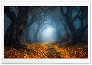 A Path through Ancient Forest in Fog 4K UHD Wallpaper for Widescreen and UltraWide Desktop, UltraHD TV, Smartphone, Tablet