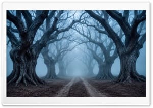A Path through Ancient Trees in Fog 4K UHD Wallpaper for Widescreen and UltraWide Desktop, UltraHD TV, Smartphone, Tablet