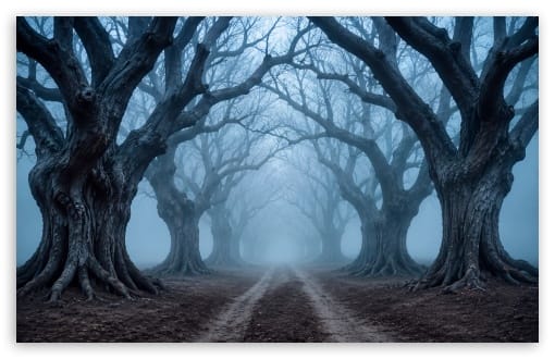 A Path through Ancient Trees in Fog UltraHD Wallpaper for UHD 16:9 ; HD 16:9 ; UltraWide 21:9 24:10 32:9 32:10 ; Widescreen 16:10 ; Tablet 1:1 ; Mobile 9:16 ; Dual 16:10 16:9 ;