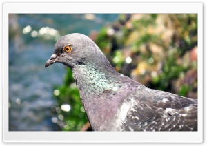 A Pigeon on the Beach in Yalova Ultra HD Wallpaper for 4K UHD Widescreen Desktop, Lockscreen, Screensaver, TV, Tablet, Smartphone