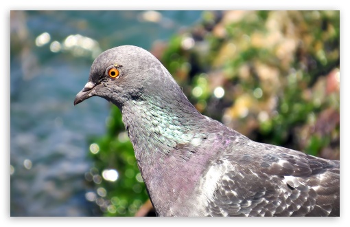 A Pigeon on the Beach in Yalova UltraHD Wallpaper for UHD 16:9 ; HD 16:9 ; Widescreen 16:10 ;