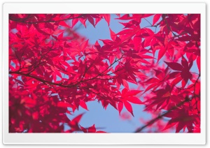 A Pink Autumn Ultra HD Wallpaper for 4K UHD Widescreen desktop, tablet & smartphone