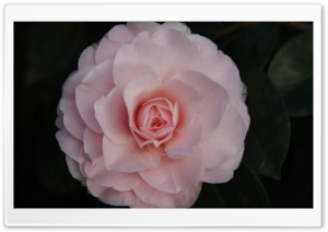 A Pink Camellia Ultra HD Wallpaper for 4K UHD Widescreen desktop, tablet & smartphone