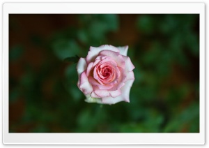 A Pink Rose Ultra HD Wallpaper for 4K UHD Widescreen desktop, tablet & smartphone