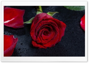 A Red Rose Adorned with Water Drops 4K UHD Wallpaper for Widescreen and UltraWide Desktop, UltraHD TV, Smartphone, Tablet