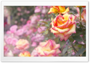 A Rose Ultra HD Wallpaper for 4K UHD Widescreen desktop, tablet & smartphone
