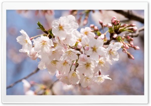A Sakura Ultra HD Wallpaper for 4K UHD Widescreen desktop, tablet & smartphone