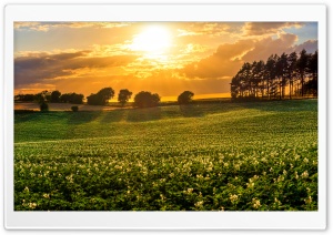A Scenic Landscape of Potato Fields at Sunset 4K UHD Wallpaper for Widescreen and UltraWide Desktop, UltraHD TV, Smartphone, Tablet