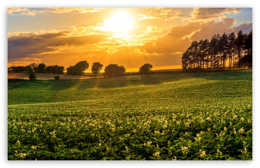 A Scenic Landscape of Potato Fields at Sunset UltraHD Wallpaper for UHD 16:9 ; HD 16:9 ; UltraWide 21:9 24:10 32:9 32:10 ; Widescreen 16:10 5:3 ; Fullscreen 4:3 5:4 3:2 ; Tablet 1:1 ; Mobile 9:16 9:19.5 9:20 9:21 9:22 10:16 2:3 3:5 3:4 ; Dual 16:10 5:3 16:9 4:3 5:4 3:2 ;
