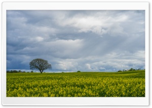 A Sea Of Yellow Rapeseed Flowers Ultra HD Wallpaper for 4K UHD Widescreen desktop, tablet & smartphone