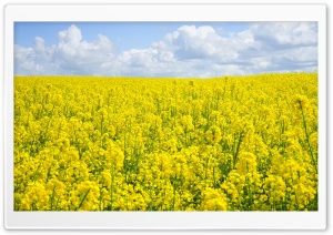 A Sea of Yellow Rapeseed Flowers Ultra HD Wallpaper for 4K UHD Widescreen desktop, tablet & smartphone