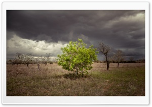 A Single Green Tree Surrounded by Dead Trees Ultra HD Wallpaper for 4K UHD Widescreen desktop, tablet & smartphone