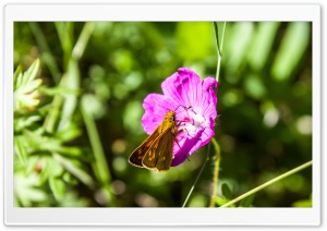 A Small Brown Butterfly on a Purple Flower Ultra HD Wallpaper for 4K UHD Widescreen desktop, tablet & smartphone
