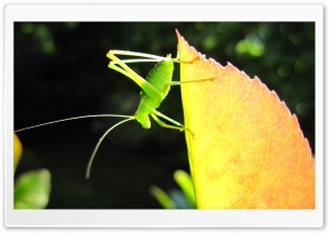 A Small Green Grasshopper Ultra HD Wallpaper for 4K UHD Widescreen desktop, tablet & smartphone