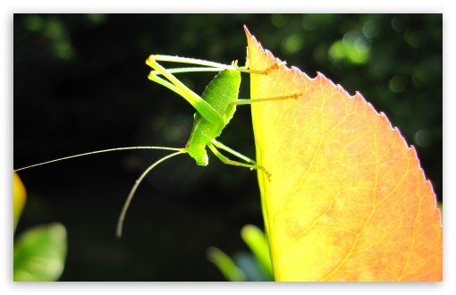 A Small Green Grasshopper UltraHD Wallpaper for UHD 16:9 ; HD 16:9 ; Widescreen 16:10 5:3 ; Fullscreen 3:2 ; Dual 5:4 ;