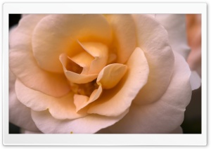 A Smooth Rose Ultra HD Wallpaper for 4K UHD Widescreen desktop, tablet & smartphone