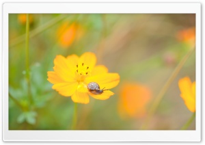 A Snail On A Flower Ultra HD Wallpaper for 4K UHD Widescreen desktop, tablet & smartphone