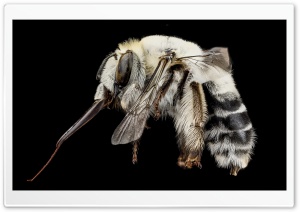 A Solitary White Bee, Anthophora Affabilis Ultra HD Wallpaper for 4K UHD Widescreen desktop, tablet & smartphone