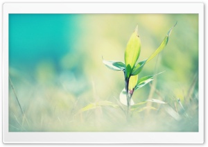 A Spring Afternoon Ultra HD Wallpaper for 4K UHD Widescreen desktop, tablet & smartphone