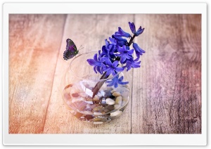 A Spring Hyacinth Flower In Glass Vase Ultra HD Wallpaper for 4K UHD Widescreen desktop, tablet & smartphone