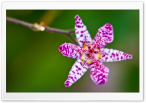 A Toad Lily Flower Ultra HD Wallpaper for 4K UHD Widescreen desktop, tablet & smartphone