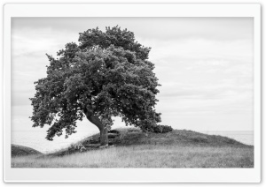 A Tranquil Landscape with Sheep Lounging under a Tree 4K UHD Wallpaper for Widescreen and UltraWide Desktop, UltraHD TV, Smartphone, Tablet