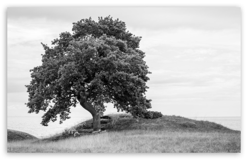 A Tranquil Landscape with Sheep Lounging under a Tree UltraHD Wallpaper for UHD 16:9 ; HD 16:9 ; UltraWide 21:9 24:10 32:9 32:10 ; Widescreen 16:10 5:3 ; Fullscreen 4:3 5:4 3:2 ; Tablet 1:1 ; Mobile 9:16 9:19.5 9:20 9:21 9:22 10:16 2:3 3:5 3:4 ; Dual 16:10 5:3 16:9 4:3 5:4 3:2 ;