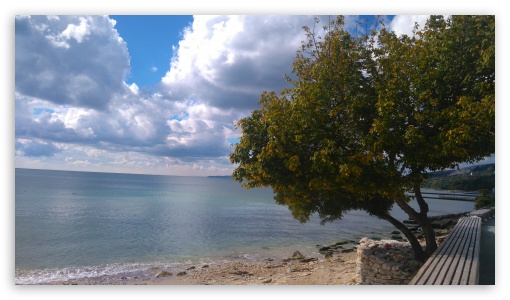 A tree by the beach UltraHD Wallpaper for 8K UHD TV 16:9 Ultra High Definition 2160p 1440p 1080p 900p 720p ; UHD 16:9 2160p 1440p 1080p 900p 720p ; Mobile 16:9 - 2160p 1440p 1080p 900p 720p ;