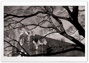 A Tree Near Church Ultra HD Wallpaper for 4K UHD Widescreen desktop, tablet & smartphone