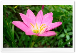 A Unknown Pink Flower Ultra HD Wallpaper for 4K UHD Widescreen desktop, tablet & smartphone