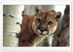A Watchful Cougar Ultra HD Wallpaper for 4K UHD Widescreen desktop, tablet & smartphone