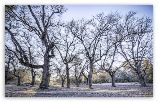 A Winter Morning Les Tpies Oakwood, Catalonia UltraHD Wallpaper for UHD 16:9 ; HD 16:9 ; Widescreen 16:10 5:3 ; Fullscreen 4:3 5:4 3:2 ; Mobile 9:16 ;