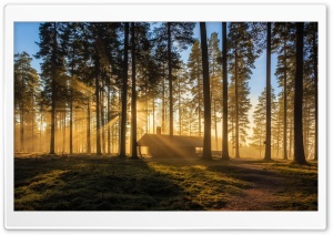 A Wooden House, Forest Ultra HD Wallpaper for 4K UHD Widescreen desktop, tablet & smartphone