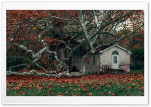 Abandoned House, Autumn Ultra HD Wallpaper for 4K UHD Widescreen desktop, tablet & smartphone