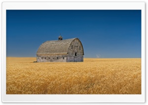 Abandoned Old Barn in Golden Summer Wheat Fields 4K UHD Wallpaper for Widescreen and UltraWide Desktop, UltraHD TV, Smartphone, Tablet