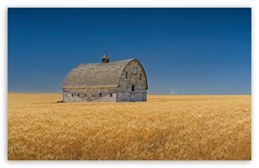 Abandoned Old Barn in Golden Summer Wheat Fields UltraHD Wallpaper for UHD 16:9 ; HD 16:9 ; UltraWide 21:9 24:10 32:9 32:10 ; Widescreen 16:10 ; Tablet 1:1 ; Mobile 9:16 ; Dual 16:10 16:9 ;