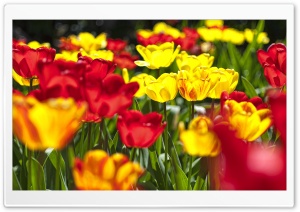 Abloom Colored Tulips Ultra HD Wallpaper for 4K UHD Widescreen desktop, tablet & smartphone