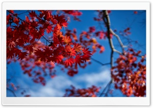 Above, Japanese Maple Tree Branches with Red Leaves, Fall 4K UHD Wallpaper for Widescreen and UltraWide Desktop, UltraHD TV, Smartphone, Tablet