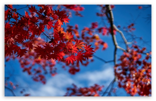 Above, Japanese Maple Tree Branches with Red Leaves, Fall 4K UHD Wallpaper for Widescreen and UltraWide Desktop, UltraHD TV, Smartphone, Tablet Above, Japanese Maple Tree Branches with Red Leaves, Fall UltraHD Wallpaper for UHD 16:9 ; HD 16:9 ; UltraWide 21:9 24:10 32:9 32:10 ; Widescreen 16:10 5:3 ; Fullscreen 4:3 5:4 3:2 ; Tablet 1:1 ; Mobile 9:16 9:19.5 9:20 9:21 9:22 10:16 2:3 3:5 3:4 ; Dual 16:10 5:3 16:9 4:3 5:4 3:2 ; Triple 16:10 5:3 16:9 4:3 5:4 3:2 ;