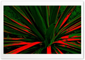 Abstract Cactus Ultra HD Wallpaper for 4K UHD Widescreen desktop, tablet & smartphone