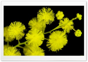 Acacia Baileyana Flowers Ultra HD Wallpaper for 4K UHD Widescreen desktop, tablet & smartphone