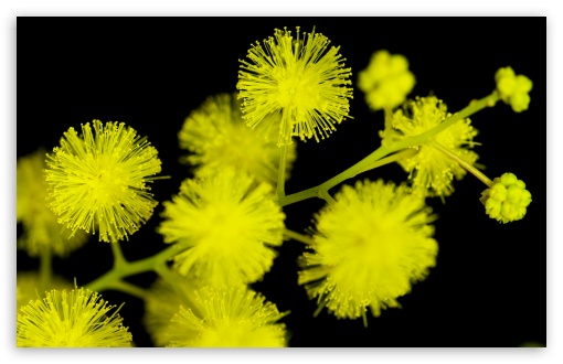 Acacia Baileyana Flowers UltraHD Wallpaper for UHD 16:9 ; HD 16:9 ; Widescreen 16:10 5:3 ; Fullscreen 4:3 5:4 3:2 ; Tablet 1:1 ; Mobile 3:5 ;