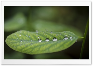Acacia Leaf   Droplets Ultra HD Wallpaper for 4K UHD Widescreen desktop, tablet & smartphone