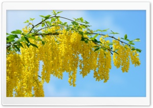 Acacia Yellow Flowers Ultra HD Wallpaper for 4K UHD Widescreen desktop, tablet & smartphone