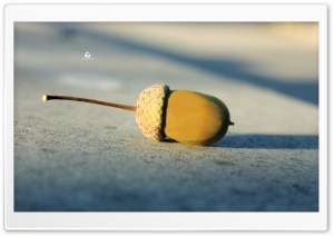 Acorn Ultra HD Wallpaper for 4K UHD Widescreen desktop, tablet & smartphone