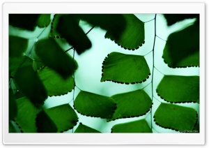 Adiantum Macrophylla 3 Ultra HD Wallpaper for 4K UHD Widescreen desktop, tablet & smartphone